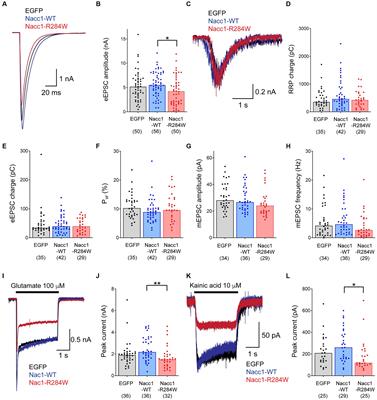 An intellectual-disability-associated mutation of the transcriptional regulator NACC1 impairs glutamatergic neurotransmission